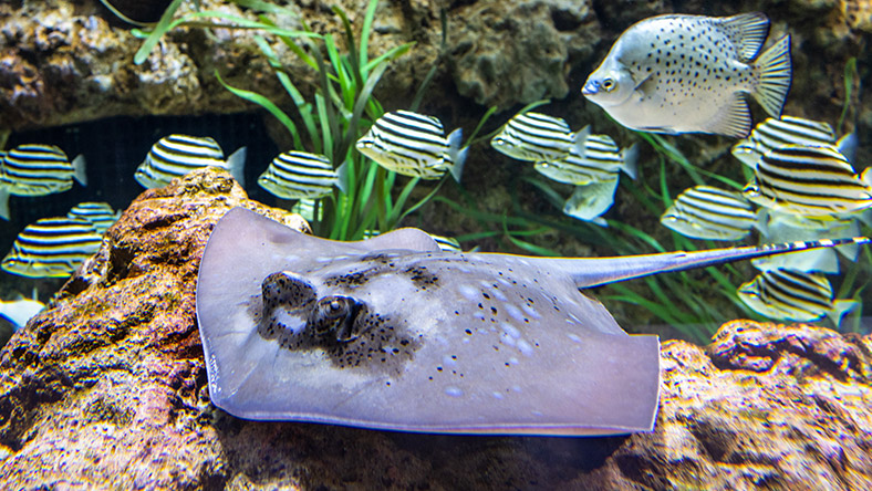 Photography of a stingray at the Seattle Aquarium